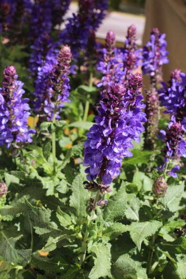 Salvia nemorosa 'Blue Marvel' (Darwin Perennials)