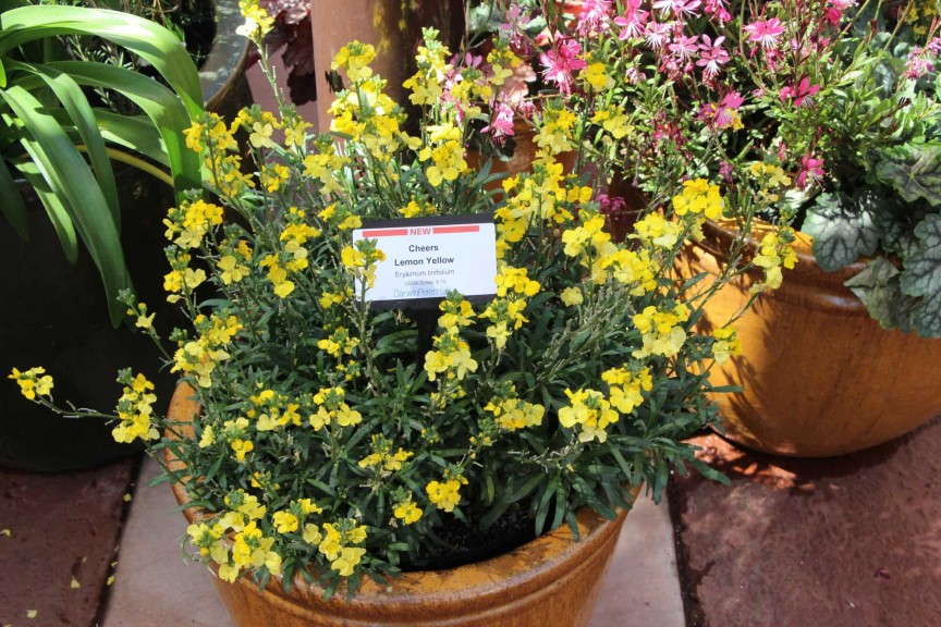 Erysimum linifolium 'Cheers Lemon Yellow' (Darwin Perennials)
