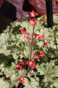 Heuchera sanguinea 'Frosty Morn' (Darwin Perennials)
