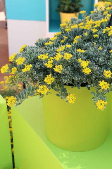 Alyssum wulfenianum 'Golden Spring' (Darwin Perennials)