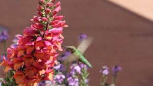 Variety Highlights From Ball Horticultural Co., Fides-Oro, Ecke Ranch And Green Fuse Botanicals