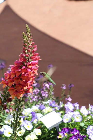 'Foxlight Ruby Glow' digitalis hybrid (Darwin Perennials)