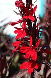 Lobelia x speciosa 'Vulcan Red' (Kieft Seed)