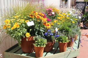 Perennial combos (Kieft Seed)