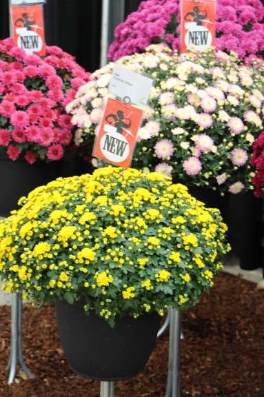 'Eventide Yellow' garden mum (Fides-Oro)