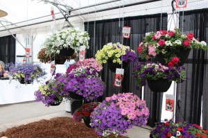 Adorobles combos (Fides-Oro)