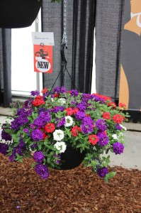 Adorobles Miss USA (Fides-Oro)