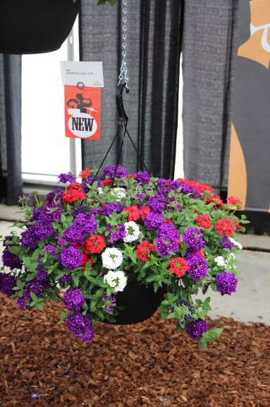 Adorobles Miss USA (Fides-Oro)