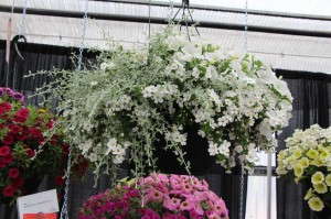 Adorobles Snow Angel (Fides-Oro)