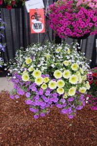 Adorobles Daydreamer (Fides-Oro)