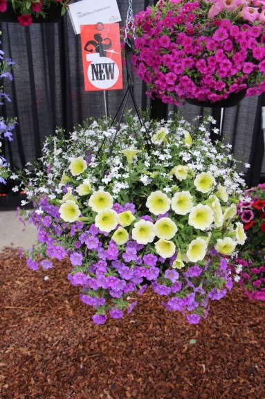 Adorobles Daydreamer (Fides-Oro)