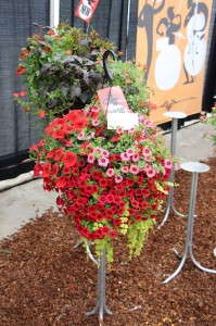 Glamorous Gardens Amazon (Fides-Oro)