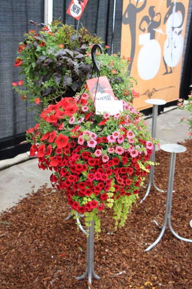 Glamorous Gardens Amazon (Fides-Oro)