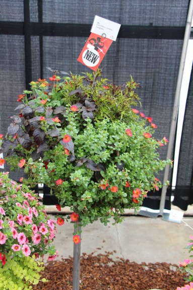 Glamorous Gardens Everglades (Fides-Oro)