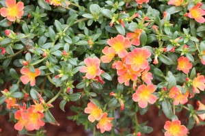 'Pazzazz Salmon Glow' (Fides-Oro)