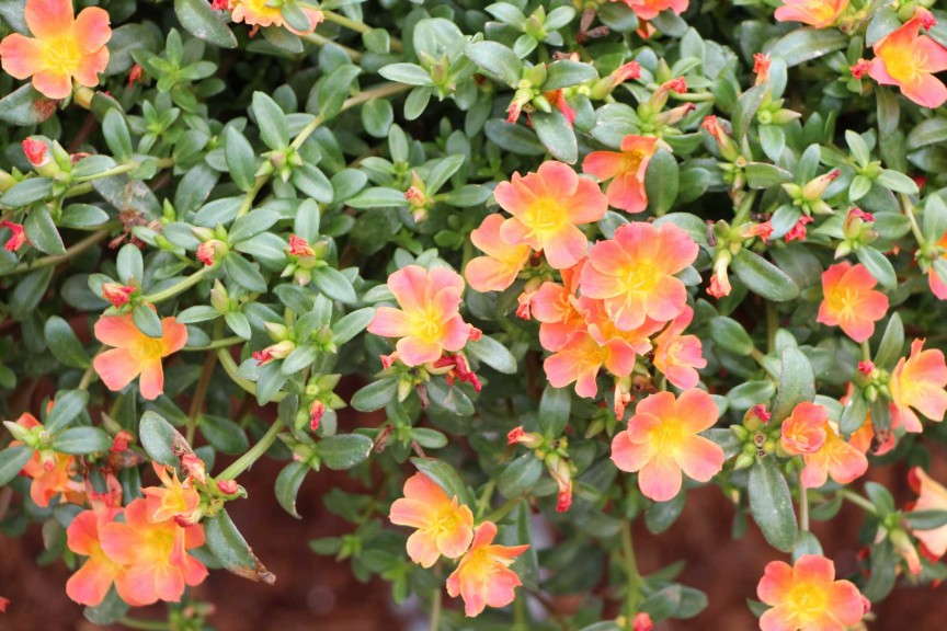 'Pazzazz Salmon Glow' (Fides-Oro)