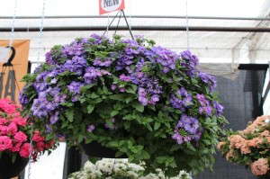 'Lindolena Denim Blue' verbena (Fides-Oro)