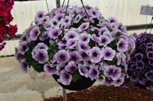 'Fortunia Blue Ice' petunia (Fides-Oro)