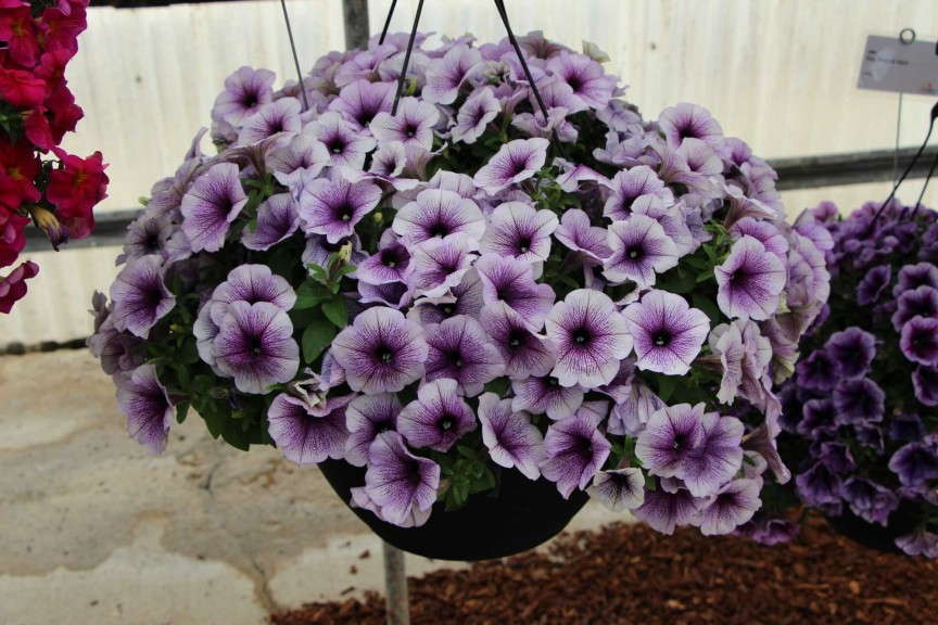 'Fortunia Blue Ice' petunia (Fides-Oro)