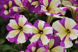 'Fortunia Lavender Star' petunia (Fides-Oro)