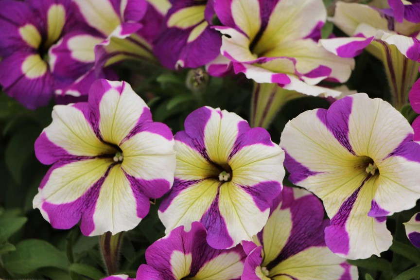 'Fortunia Lavender Star' petunia (Fides-Oro)