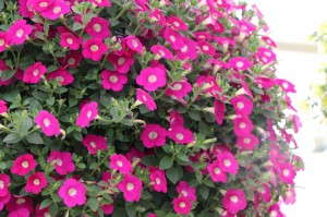 'Blanket Pink' petunia (Green Fuse Botanicals)