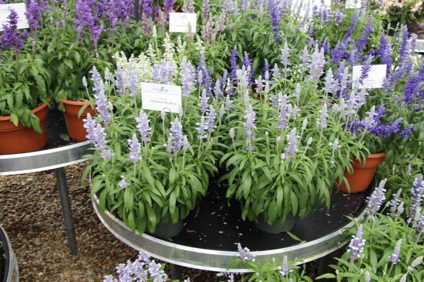 Cathedral salvia (Green Fuse Botanicals)