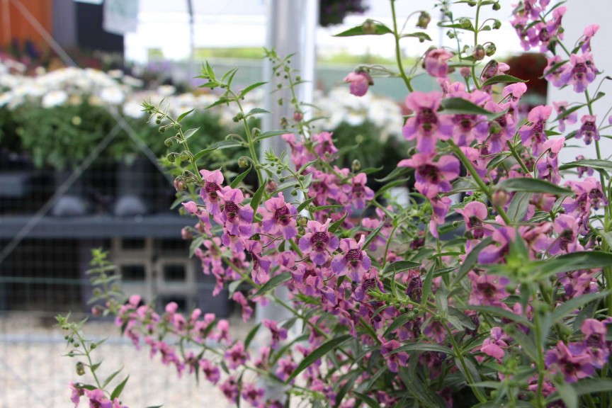 Angelonia 'Actors Pink Blue Splash' (Green Fuse Botanicals)
