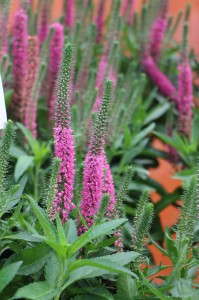 'Vernique Rose' veronica (Green Fuse Botanicals)