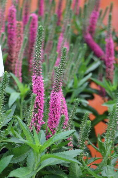 'Vernique Rose' veronica (Green Fuse Botanicals)