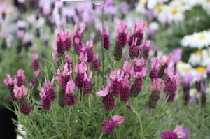 'Madrid Rose' lavender (Green Fuse Botanicals)