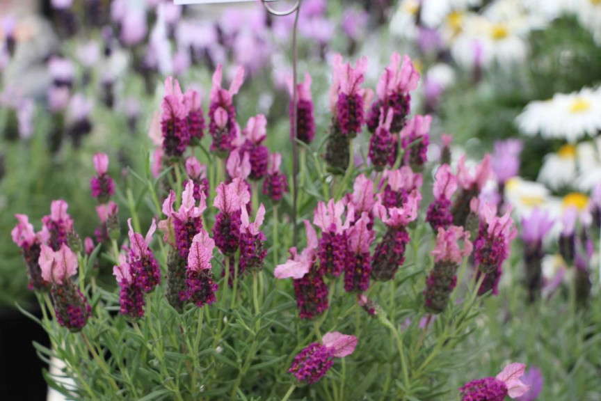 'Madrid Rose' lavender (Green Fuse Botanicals)