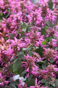 Acapulco agastache (Green Fuse Botanicals)