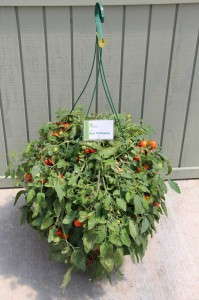 Vegetalis 'Red Profusion' Tomato