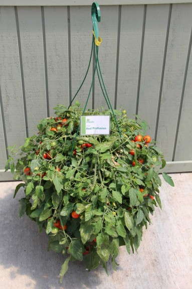 Vegetalis 'Red Profusion' Tomato