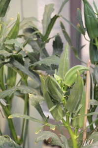 Vegetalis Okra 'Green Fingers'
