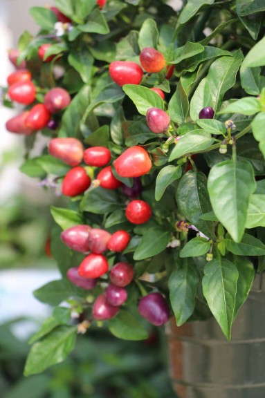 Vegetalis Hot Pepper