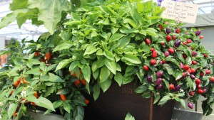 Vegetalis Is Working To Make Growing Vegetables Easy For Consumers