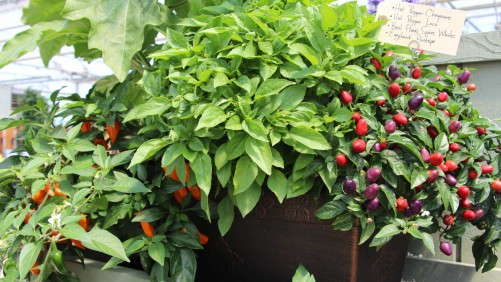 Vegetalis Is Working To Make Growing Vegetables Easy For Consumers