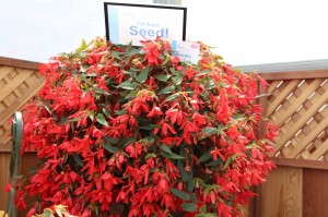 Floranova Bossa Nova Begonia