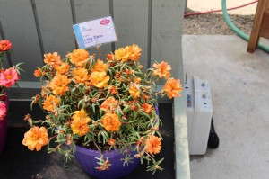 Floranova LazyDaze Portulaca