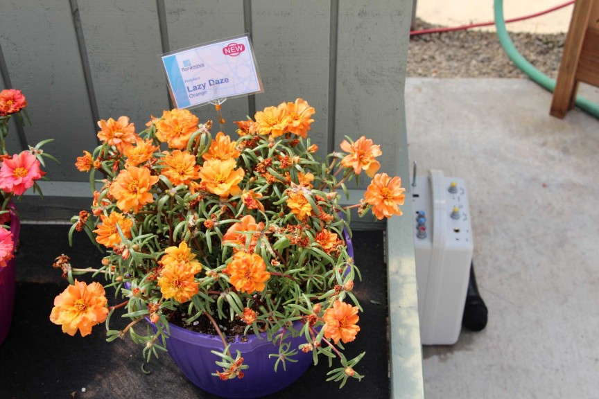 Floranova LazyDaze Portulaca