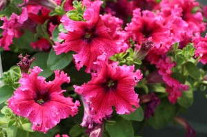 Floranova Espresso Frappe Petunia