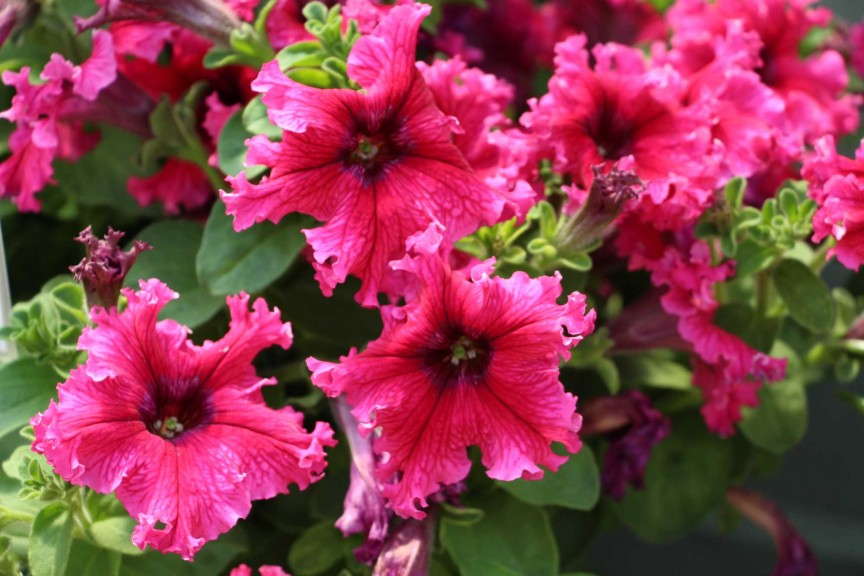 Floranova Espresso Frappe Petunia