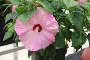 Floranova Honeymoon Hibiscus