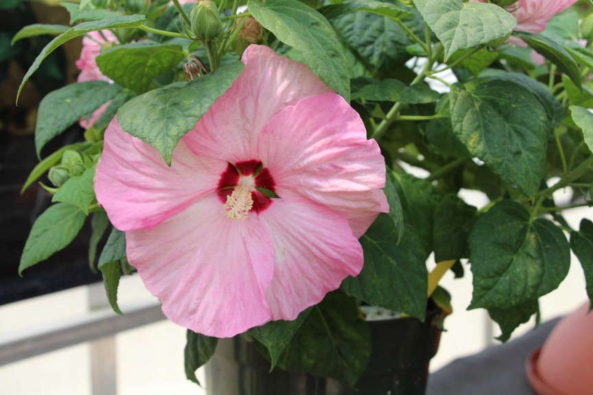 Floranova Honeymoon Hibiscus