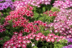 Floranova Popstar Phlox