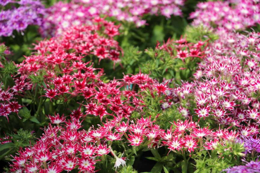 Floranova Popstar Phlox