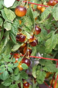'Indigo Fireball' tomato from Burpee Home Garden