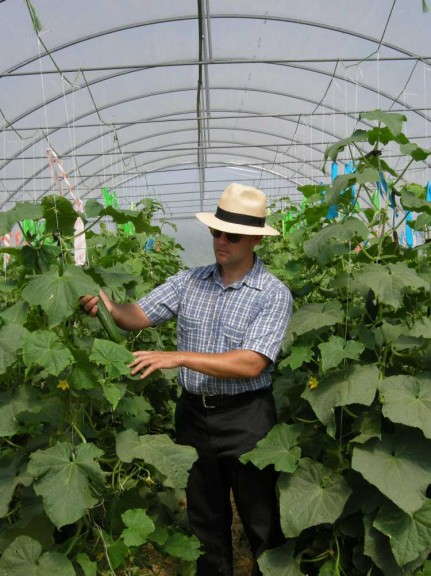 High Tunnel Cucumbers